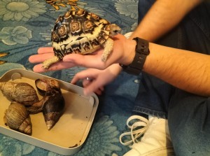Żółwie i ślimaki